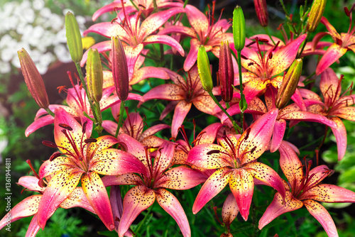 Lily flowers background. Asiatic lily in the garden with water drops on petals. Growing flowers in summer.