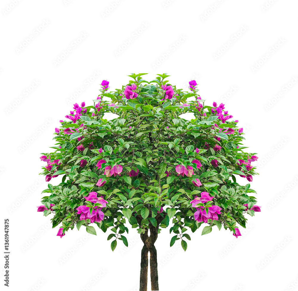 Fototapeta premium A pink floral tree, isolated against png, blooms with spring beauty, Tree with pink flowers in a spring garden, Vibrant Pink Bougainvillea in Full Bloom