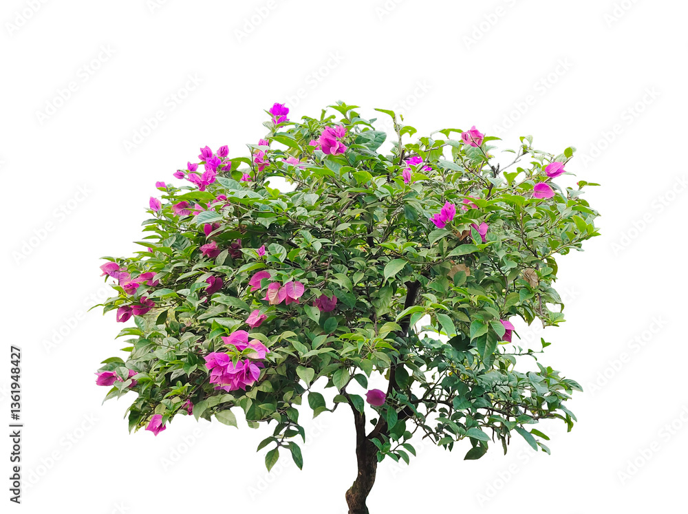 Fototapeta premium tree with pink flowers, A pink floral tree, isolated against png, blooms with spring beauty, Tree with pink flowers in a spring garden, Vibrant Pink Bougainvillea in Full Bloom