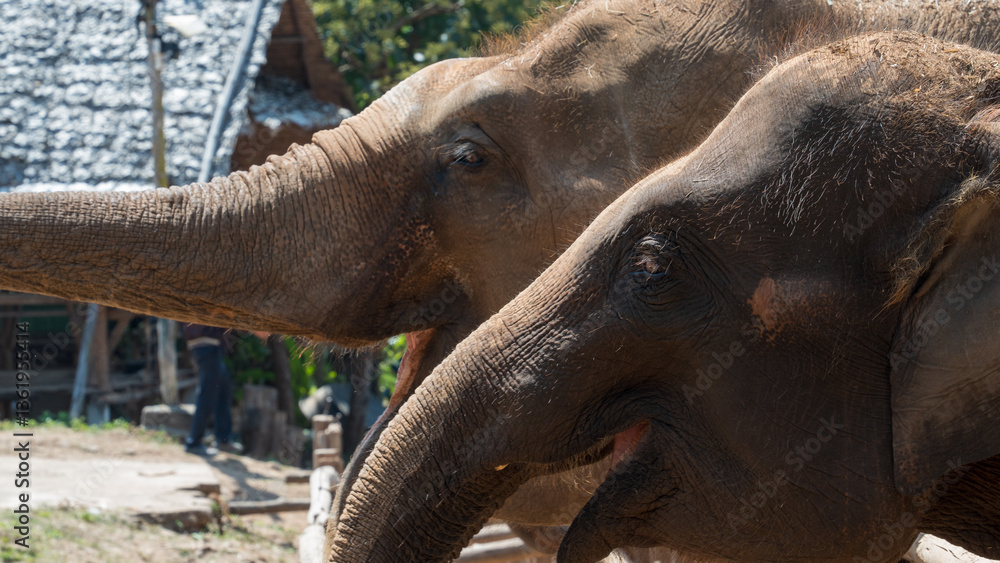 Fototapeta premium Two elephants side by side in a sunlit outdoor setting