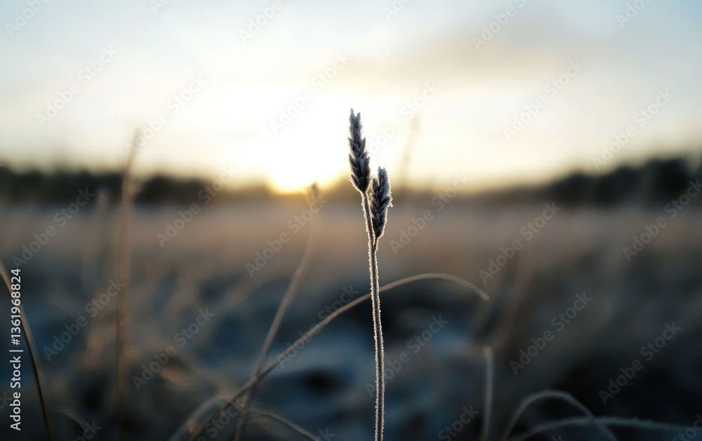 Obraz premium Close-up of a frost-covered plant silhouetted against a blurry sunrise. Soft, muted colors dominate the scene, creating a serene and peaceful atmosphere