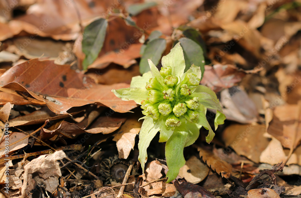 落葉積もる雑木林の土壌にフキの雄花つぼみ(自然環境下ストロボ+マクロ接写) 落葉積もる雑木林の土壌にフキの雄花つぼみ(自然環境下ストロボ+マクロ接写)