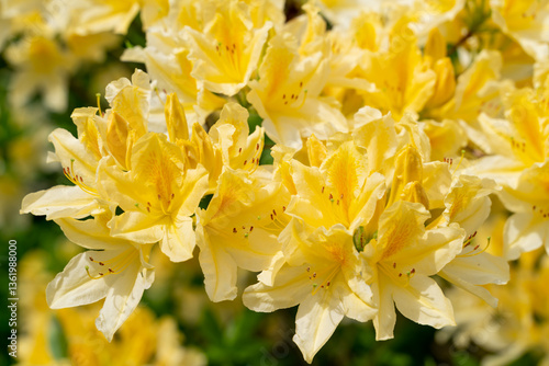 Blooming bush of yellow rhododendron in the botanical garden