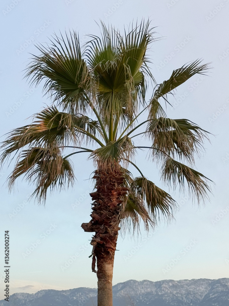 Palm tree with a mountain backdrop at sunset