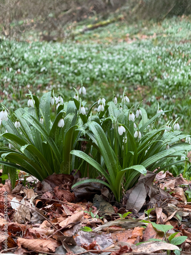 Snowdrop Flowers Blooming in Early Spring Forest