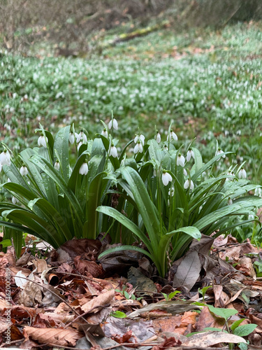 Obraz na płótnie Snowdrop Flowers Blooming in Early Spring Forest w salonie