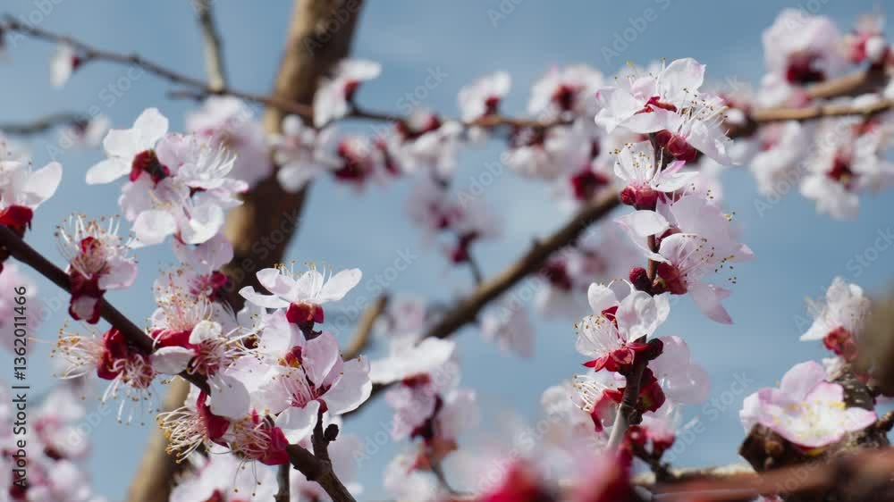 Delicate Sakura Petals Floating in Springtime Wind, Close Up View Delicate Sakura Petals Floating in Springtime Wind, Close Up View