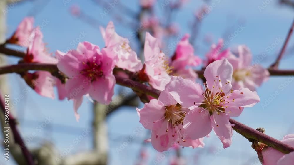 Close Up of Wind Blown Pink Peach Blossoms in Spring Season Close Up of Wind Blown Pink Peach Blossoms in Spring Season