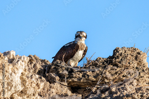 Quadro su tela Osprey in Nest at Mono Lake California.