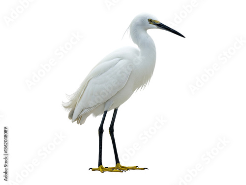 A majestic Little Egret stands alone on a clean white background.