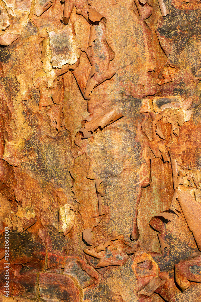 Naklejka premium Acer griseum tree bark texture, which is commonly known as Paperbark Maple, gardening stock photo image