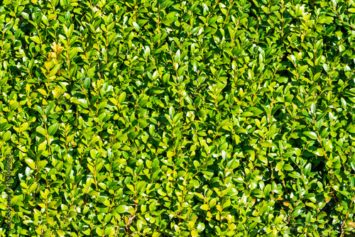 Tableau sur toile Neatly cut trimmed green evergreen privet hedge background, gardening stock phot