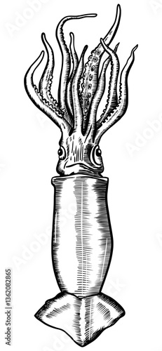 Squid illustration in a classic engraved style.