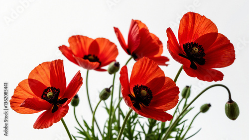Vibrant Red Poppies Isolated on Transparent Background for Floral Marketing and Seasonal Campaigns