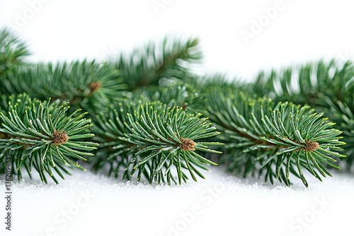 Winter Wonderland: Fresh Pine Branches on Snow