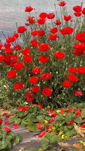 red poppy flowers
