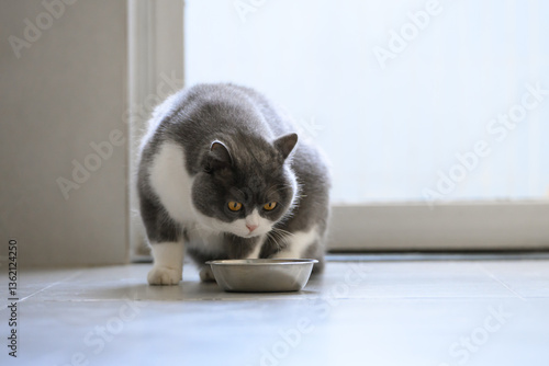 British shorthair cat looks at eating bowl