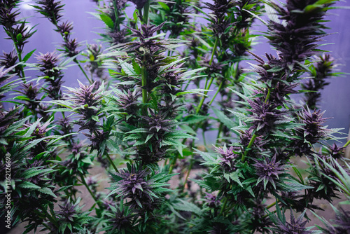 purple cannabis flowers in the garden