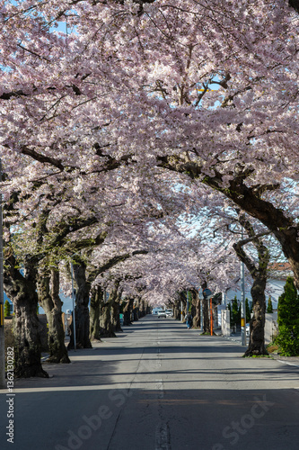 桜並木が続く道