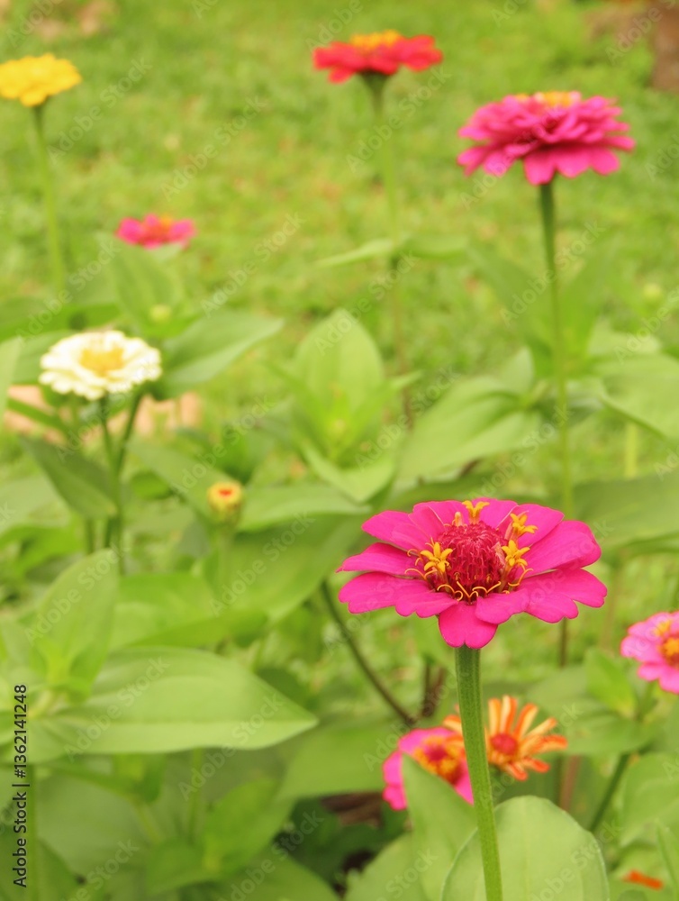 Colorful zinnias on a garden. Blurred grass as background. Colorful flowers on a garden. Colorful zinnias on a garden. Blurred grass as background. Colorful flowers on a garden.