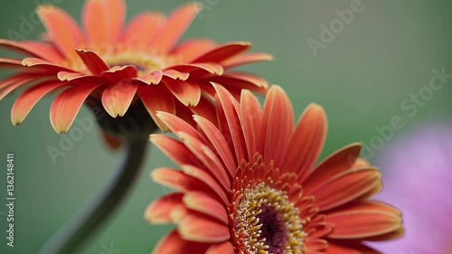 Two vibrant orange gerbera daisies blooming against a soft background