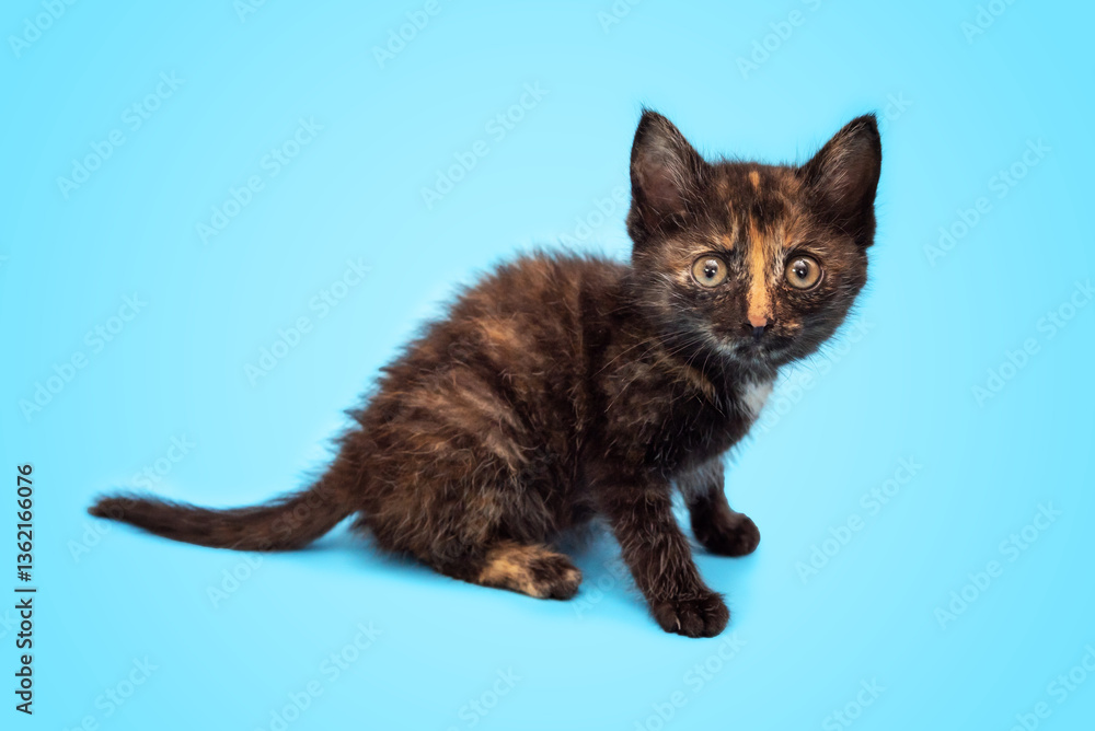 A cute fluffy kitten is playing and looking up at a blue background. Selective focus A cute fluffy kitten is playing and looking up at a blue background. Selective focus
