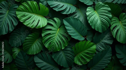 Wallpaper Mural Botanical Beauty: An overhead shot of lush, vibrant green monstera leaves, with their distinctive fenestrations. Displaying the intricate textures and forms, offering a serene and organic feel. Torontodigital.ca