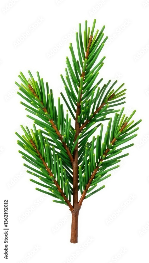 Spruce branch with needles isolated on white background, isolation, minimalism, detail Spruce branch with needles isolated on white background, isolation, minimalism, detail