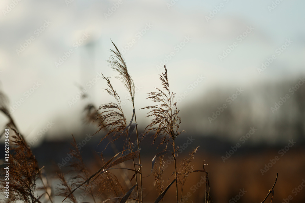Fototapeta premium Golden reeds sway gently in the breeze beside a tranquil waterway during late afternoon light in a serene natural setting