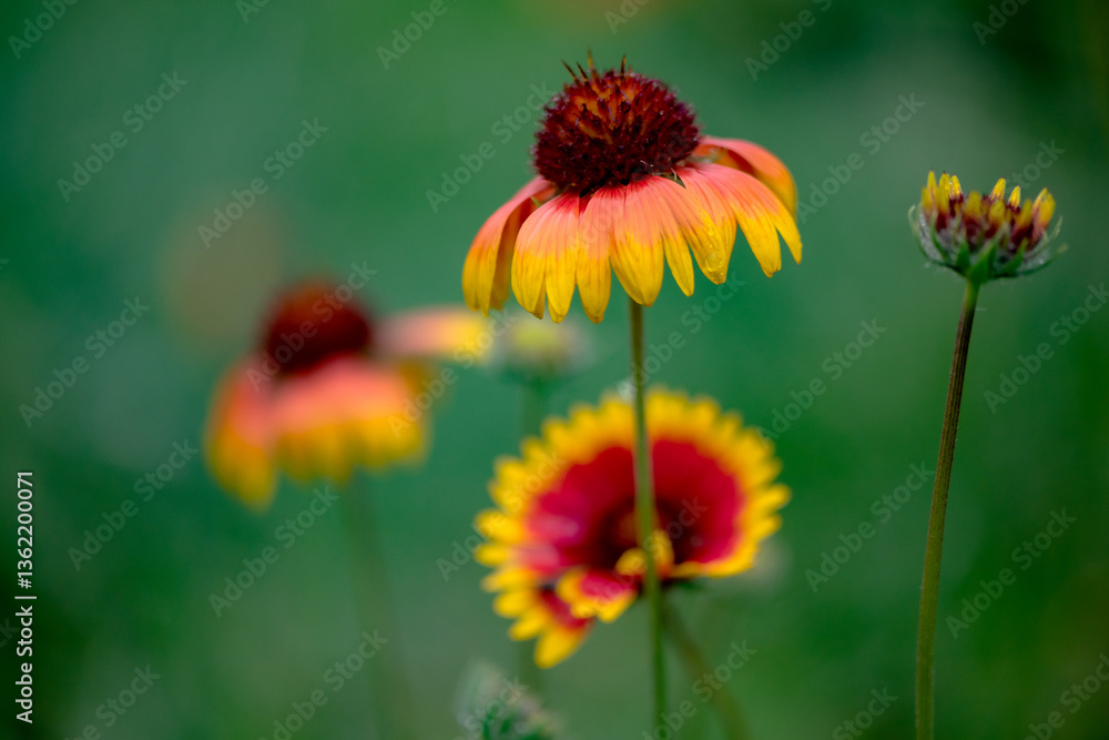Summer blooming heavenly chrysanthemum, close-up of nature, plants, and flowers Summer blooming heavenly chrysanthemum, close-up of nature, plants, and flowers
