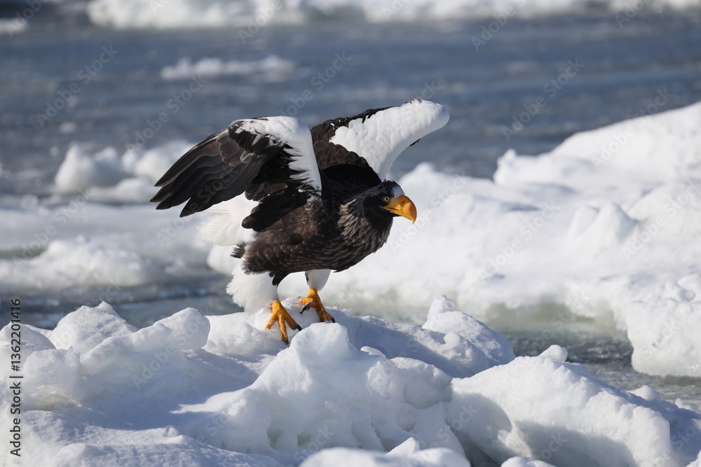 Steller's sea eagle (Haliaeetus pelagicus), also known as the Pacific sea eagle or white-shouldered eagle, is a very large diurnal bird of prey in the family Accipitridae. Steller's sea eagle (Haliaeetus pelagicus), also known as the Pacific sea eagle or white-shouldered eagle, is a very large diurnal bird of prey in the family Accipitridae.
