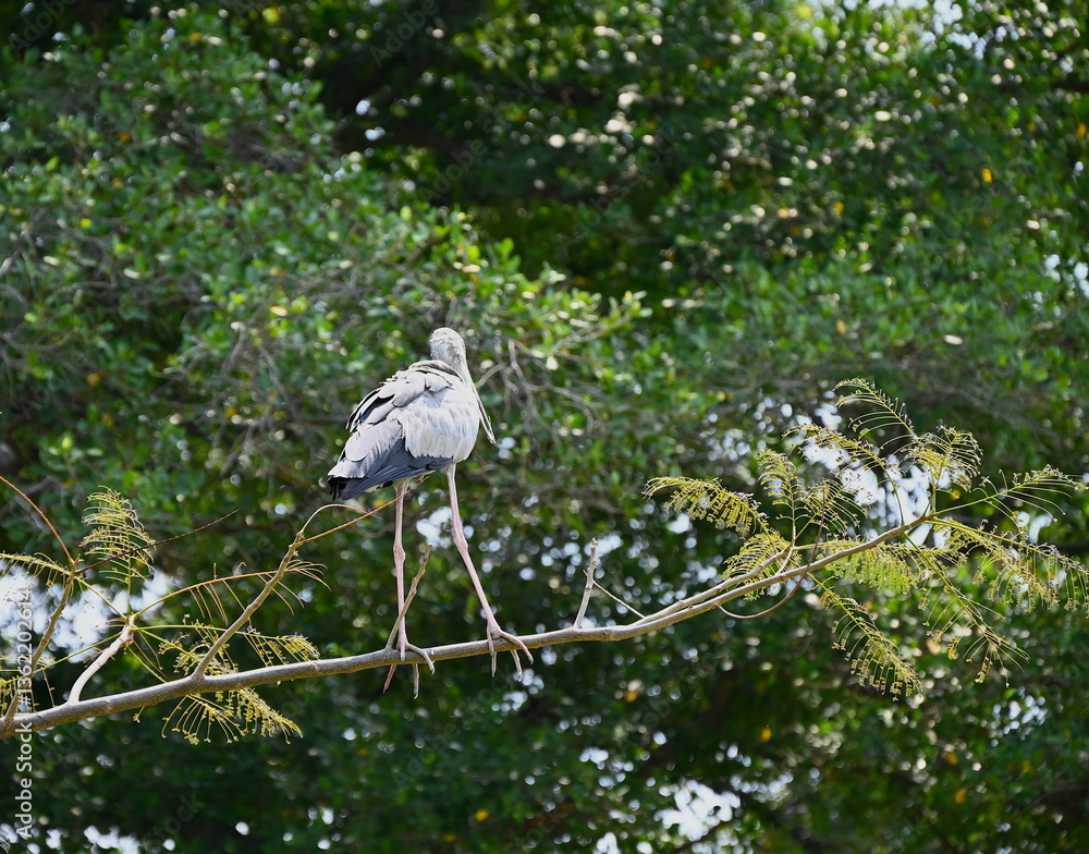 Naklejka premium Gorgeous heron on tree.