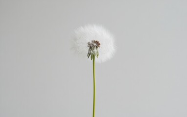 Tableau sur aluminium  Close-up of a dandelion seed head against a light gray background.  The seeds are fluffy and white, attached to a slender green stem  © creatfive