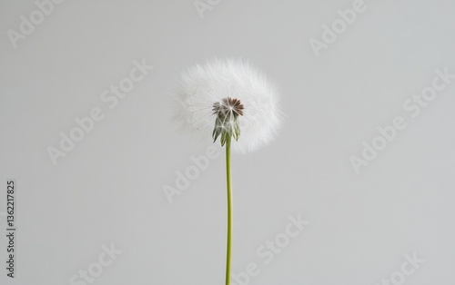 Wallpaper Mural Close-up of a dandelion seed head against a light gray background.  The seeds are fluffy and white, attached to a slender green stem Torontodigital.ca