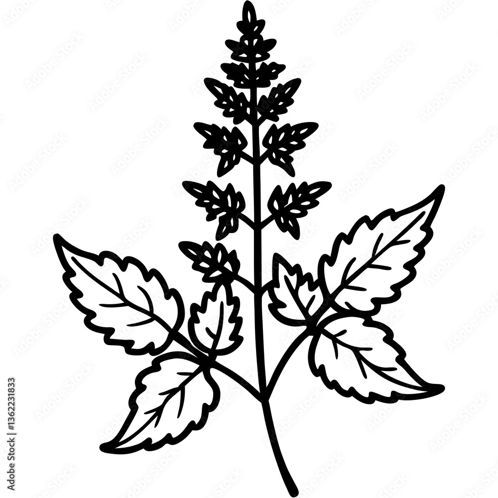 Obraz premium Catmint Flower Vector Graphic Design File – High-Quality Floral Illustration