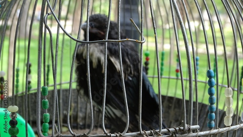 Photography cat in cage