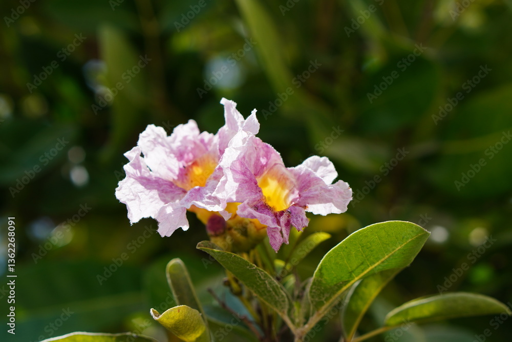 Obraz premium Pink flowers in the park sunshine