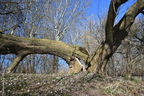 Fototapeta Naklejka Na Ścianę i Meble -  Las mieszany, dęby, buki, brzoza, sosna