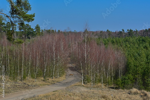 Fototapeta Naklejka Na Ścianę i Meble -  Las mieszany, dęby, buki, brzoza, sosna