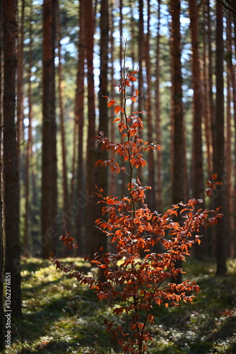 Fototapeta Naklejka Na Ścianę i Meble -  Las mieszany, dęby, buki, brzoza, sosna