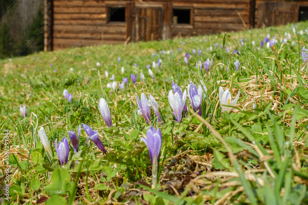 Krokus die Frühlingsblumen blühen auf der Bergwiese