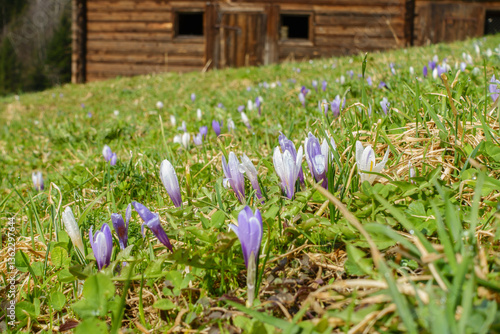 Obraz na płótnie Krokus die Frühlingsblumen blühen auf der Bergwiese w salonie