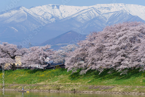 Japanese Sakura 6
