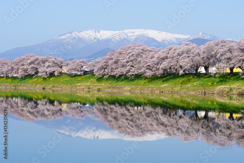 Japanese Sakura 1