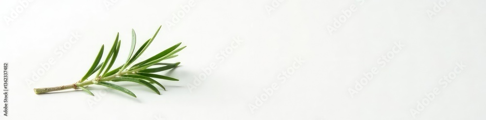 Fototapeta premium A single sprig of rosemary against a pure white surface, white, botanical