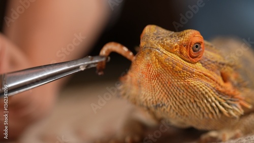 Fotografia Bearded Dragon Agave Eating Worm with Tweezers Close-Up