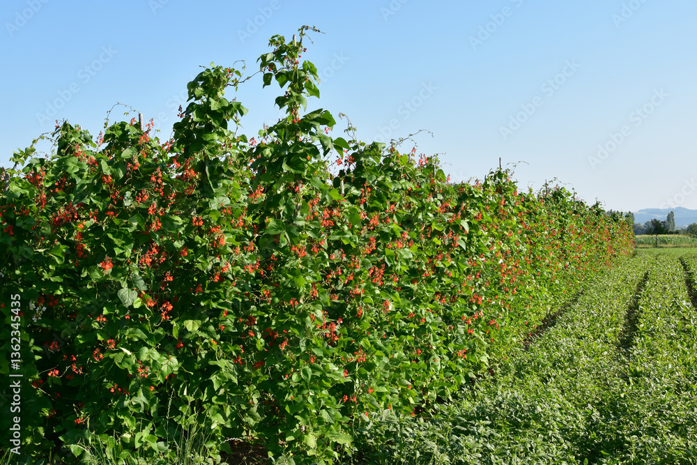 Feuerbohne, Phaseolus coccineus Feuerbohne, Phaseolus coccineus
