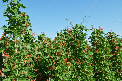 Schilderij op canvas Feuerbohne,  Phaseolus coccineus