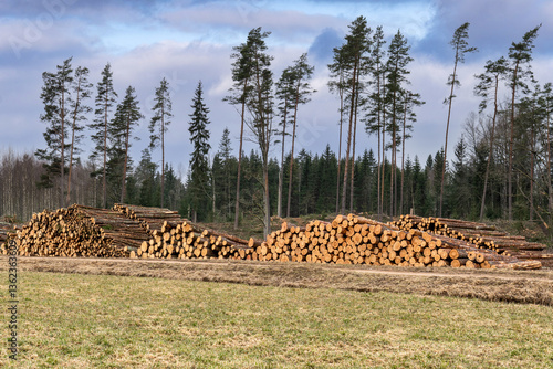 Deforested Landscape with Stacked Logs in Clearing on Sunny Day, Concept of Logging Industry, Forestry, Wood Harvest and Environmental Impact