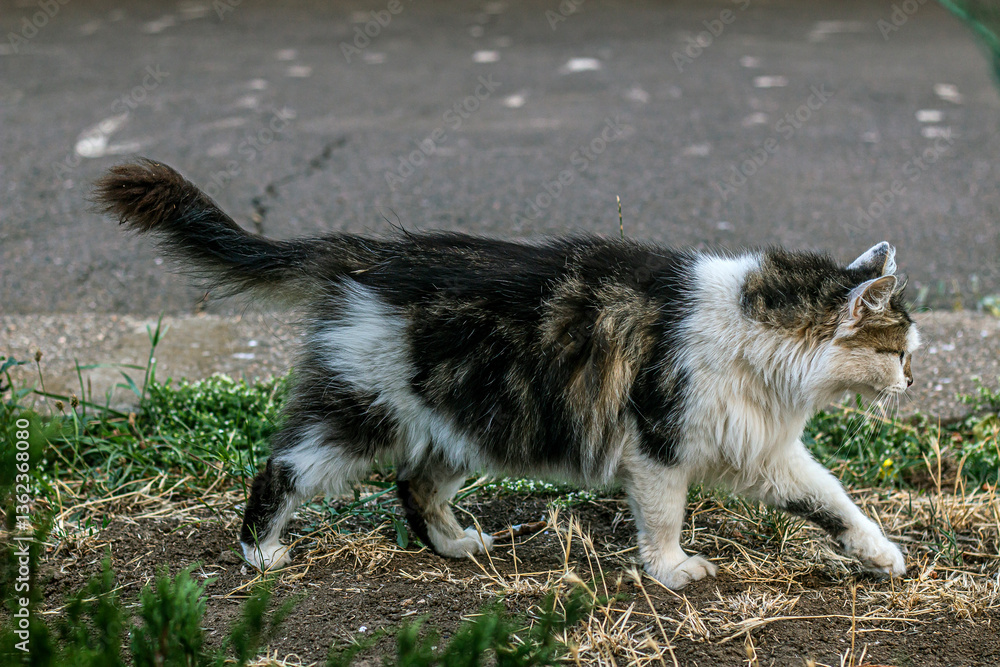 Beautiful multi-colored fluffy cat walks on the ground and green grass against the background of asphalt Beautiful multi-colored fluffy cat walks on the ground and green grass against the background of asphalt